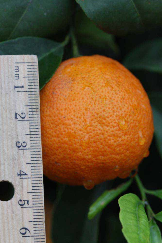            Fruit (Sniff, Riverside, CA)   